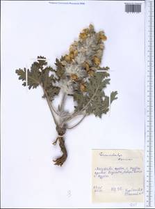 Phlomoides speciosa (Rupr.) Adylov, Kamelin & Makhm., Middle Asia, Western Tian Shan & Karatau (M3) (Tajikistan)