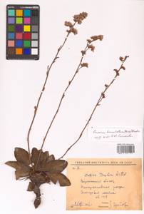 Limonium tomentellum (Boiss.) Kuntze, Eastern Europe, Central forest-and-steppe region (E6) (Russia)