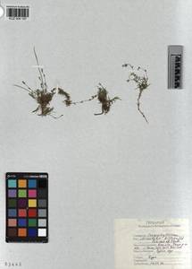 KUZ 004 197, Cherleria biflora (L.) comb. ined., Siberia, Altai & Sayany Mountains (S2) (Russia)