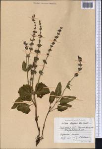 Salvia dumetorum Andrz. ex Besser, Middle Asia, Northern & Central Kazakhstan (M10) (Kazakhstan)