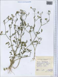 Torilis leptophylla (L.) Rchb. fil., Middle Asia, Western Tian Shan & Karatau (M3) (Tajikistan)