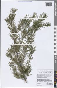 Abies sibirica Ledeb., Eastern Europe, Moscow region (E4a) (Russia)