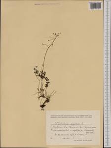 Thalictrum alpinum L., Western Europe (EUR) (Norway)