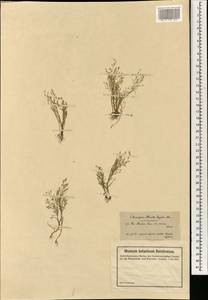 Eremopoa persica (Trin.) Roshev., South Asia, South Asia (Asia outside ex-Soviet states and Mongolia) (ASIA) (Turkey)