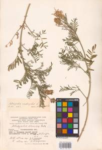 Astragalus onobrychis L., Eastern Europe, West Ukrainian region (E13) (Ukraine)