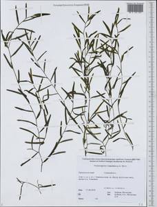 Potamogeton maackianus A.Benn., Siberia, Russian Far East (S6) (Russia)