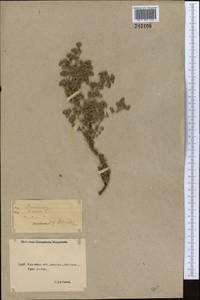 Frankenia hirsuta L., Middle Asia, Northern & Central Kazakhstan (M10) (Kazakhstan)