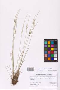 Juncus tenuis Willd., Eastern Europe, Central forest region (E5) (Russia)