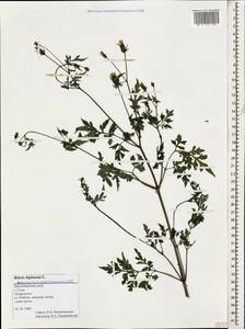 Bidens bipinnata L., Caucasus, Black Sea Shore (from Novorossiysk to Adler) (K3) (Russia)