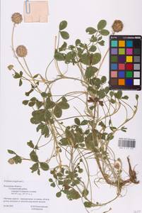 Trifolium fragiferum L., Eastern Europe, Central region (E4) (Russia)