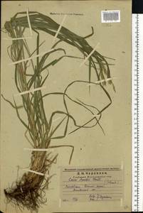 Carex arnellii Christ ex Scheutz, Eastern Europe, Middle Volga region (E8) (Russia)