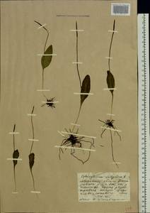 Ophioglossum vulgatum L., Eastern Europe, Moscow region (E4a) (Russia)