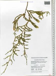 Spinulum annotinum subsp. alpestre (Hartm.) Uotila, Eastern Europe, Northern region (E1) (Russia)