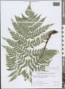 Dryopteris expansa (C. Presl) Fraser-Jenk. & Jermy, Eastern Europe, Central forest region (E5) (Russia)