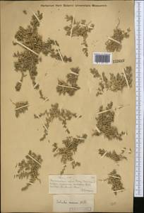 Climacoptera, Middle Asia, Muyunkumy, Balkhash & Betpak-Dala (M9) (Kazakhstan)