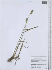 Triticum aestivum L., Siberia, Baikal & Transbaikal region (S4) (Russia)