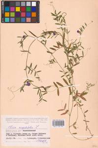 Vicia sativa subsp. nigra (L.)Ehrh., Eastern Europe, Western region (E3) (Russia)