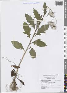 Crassocephalum crepidioides (Benth.) S. Moore, South Asia, South Asia (Asia outside ex-Soviet states and Mongolia) (ASIA) (China)