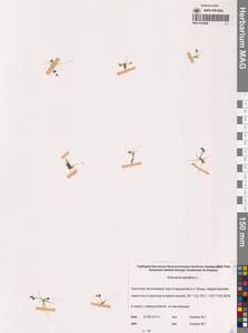 Subularia aquatica L., Siberia, Chukotka & Kamchatka (S7) (Russia)