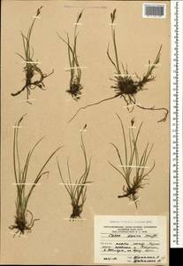 Carex dacica Heuff., Caucasus, South Ossetia (K4b) (South Ossetia)