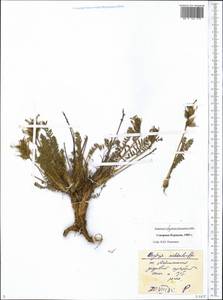 Oxytropis middendorffii Trautv., Siberia, Chukotka & Kamchatka (S7) (Russia)