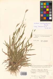 Hordeum roshevitzii Bowden, Siberia, Chukotka & Kamchatka (S7) (Russia)