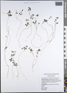 Thalictrum alpinum L., Siberia, Russian Far East (S6) (Russia)