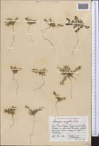 Astragalus oxyglottis Stev. ex M. Bieb., Middle Asia, Western Tian Shan & Karatau (M3) (Uzbekistan)