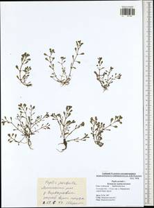 Lythrum portula (L.) D. A. Webb, Eastern Europe, Central region (E4) (Russia)