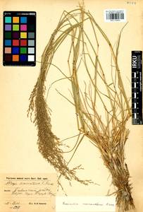 Puccinellia macranthera (V.I.Krecz.) Norl., Siberia, Baikal & Transbaikal region (S4) (Russia)