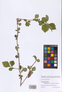 Crataegus submollis Sarg., Eastern Europe, Central forest-and-steppe region (E6) (Russia)