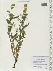 Oxytropis pilosa (L.)DC., Eastern Europe, Central forest-and-steppe region (E6) (Russia)