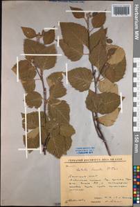 Betula ermanii var. lanata Regel, Siberia, Yakutia (S5) (Russia)