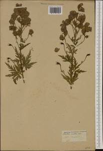 Aconitum variegatum L., Western Europe (EUR) (Not classified)