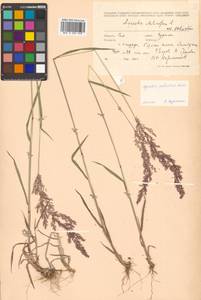 Agrostis stolonifera L., Siberia, Russian Far East (S6) (Russia)