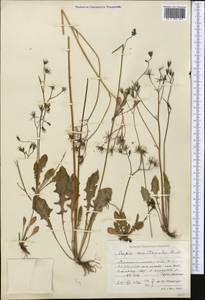 Crepis multicaulis Ledeb., Middle Asia, Northern & Central Tian Shan (M4) (Kazakhstan)