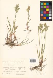 Poa macrocalyx Trautv. & C.A.Mey., Siberia, Russian Far East (S6) (Russia)