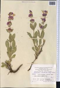 Salvia bucharica Popov, Middle Asia, Pamir & Pamiro-Alai (M2) (Turkmenistan)