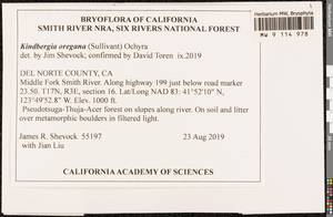 Kindbergia oregana (Sull.) Ochyra, Bryophytes, Bryophytes - America (BAm) (United States)