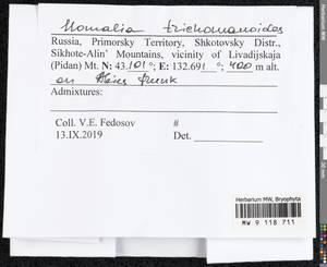 Homalia trichomanoides (Hedw.) Brid., Bryophytes, Bryophytes - Russian Far East (excl. Chukotka & Kamchatka) (B20) (Russia)