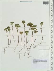 Euphorbia taurinensis All., Crimea (KRYM) (Russia)