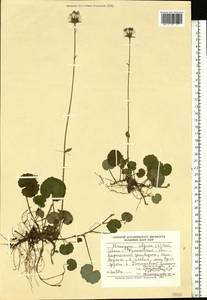 Homogyne alpina (L.) Cass., Eastern Europe, West Ukrainian region (E13) (Ukraine)