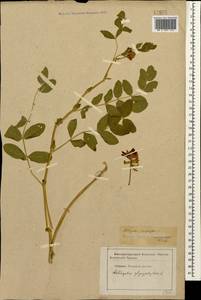 Astragalus glycyphyllos L., Caucasus, Stavropol Krai, Karachay-Cherkessia & Kabardino-Balkaria (K1b) (Russia)