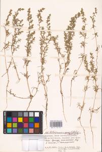 Petrosimonia oppositifolia (Pall.) Litv., Eastern Europe, Lower Volga region (E9) (Russia)