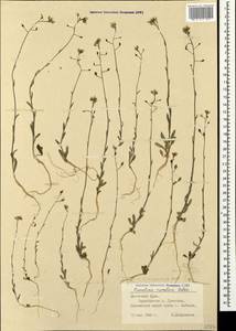 Camelina microcarpa Andrz. ex DC., Crimea (KRYM) (Russia)