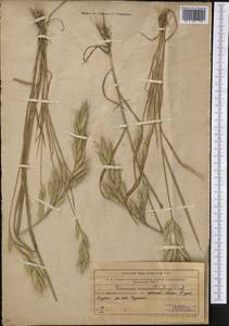 Bromus lanceolatus Roth, Middle Asia, Western Tian Shan & Karatau (M3) (Uzbekistan)