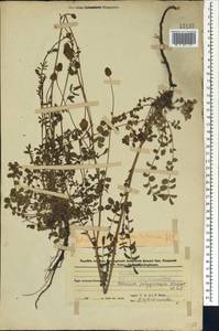 Poterium sanguisorba subsp. polygamum (Waldst. & Kit.) Asch. & Graebn., Caucasus, Azerbaijan (K6) (Azerbaijan)