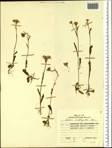 Tephroseris subfrigida (Kom.) Holub, Siberia, Chukotka & Kamchatka (S7) (Russia)