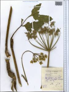 Heracleum lehmannianum Bunge, Middle Asia, Western Tian Shan & Karatau (M3) (Tajikistan)