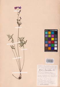 Geranium linearilobum DC., Eastern Europe, Lower Volga region (E9) (Russia)